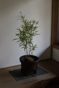 Talieng HARVEST & STORAGE BASKET｜DARK